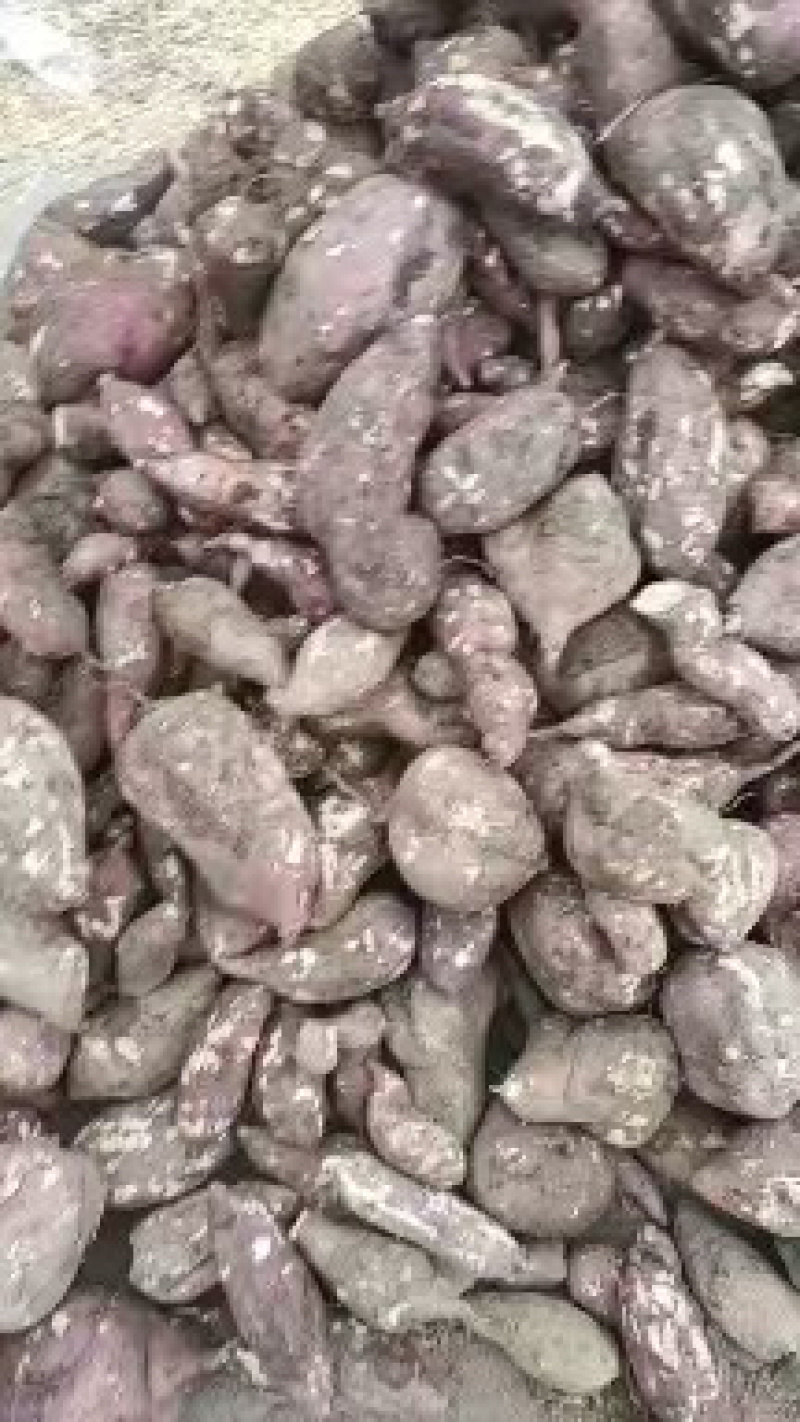 高淀粉薯，商薯19，各种品种，济薯养殖薯淀粉红薯货源充