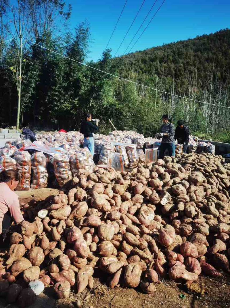 高淀粉薯，商薯19，各种品种，济薯养殖薯淀粉红薯货源充