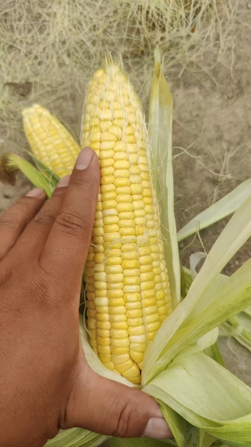 黄糯玉米