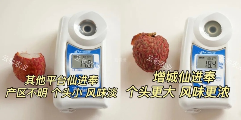 增城本地仙进奉荔枝
