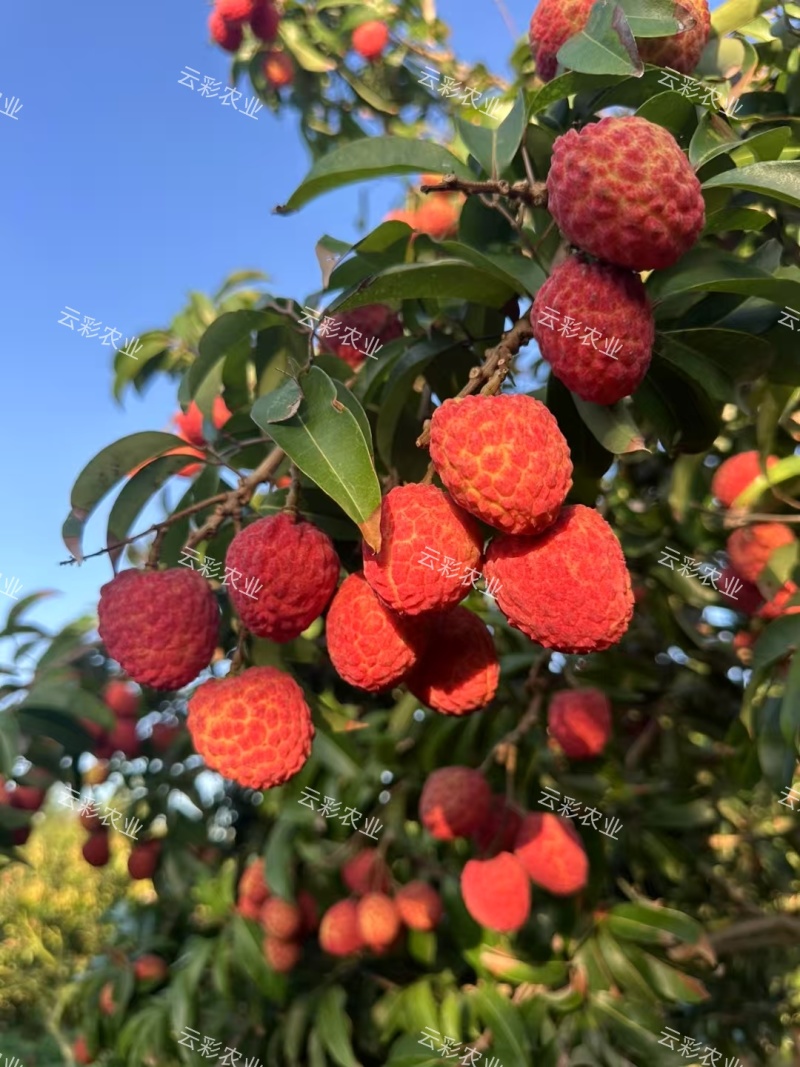 增城本地仙进奉荔枝