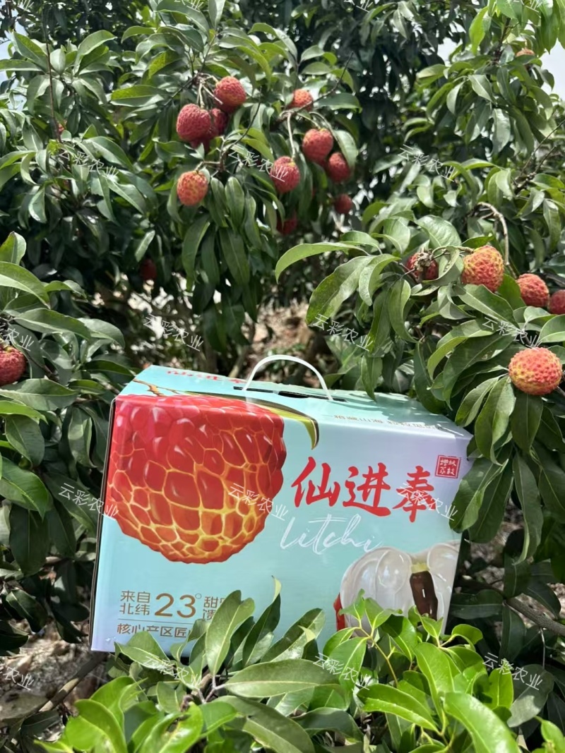 增城本地仙进奉荔枝