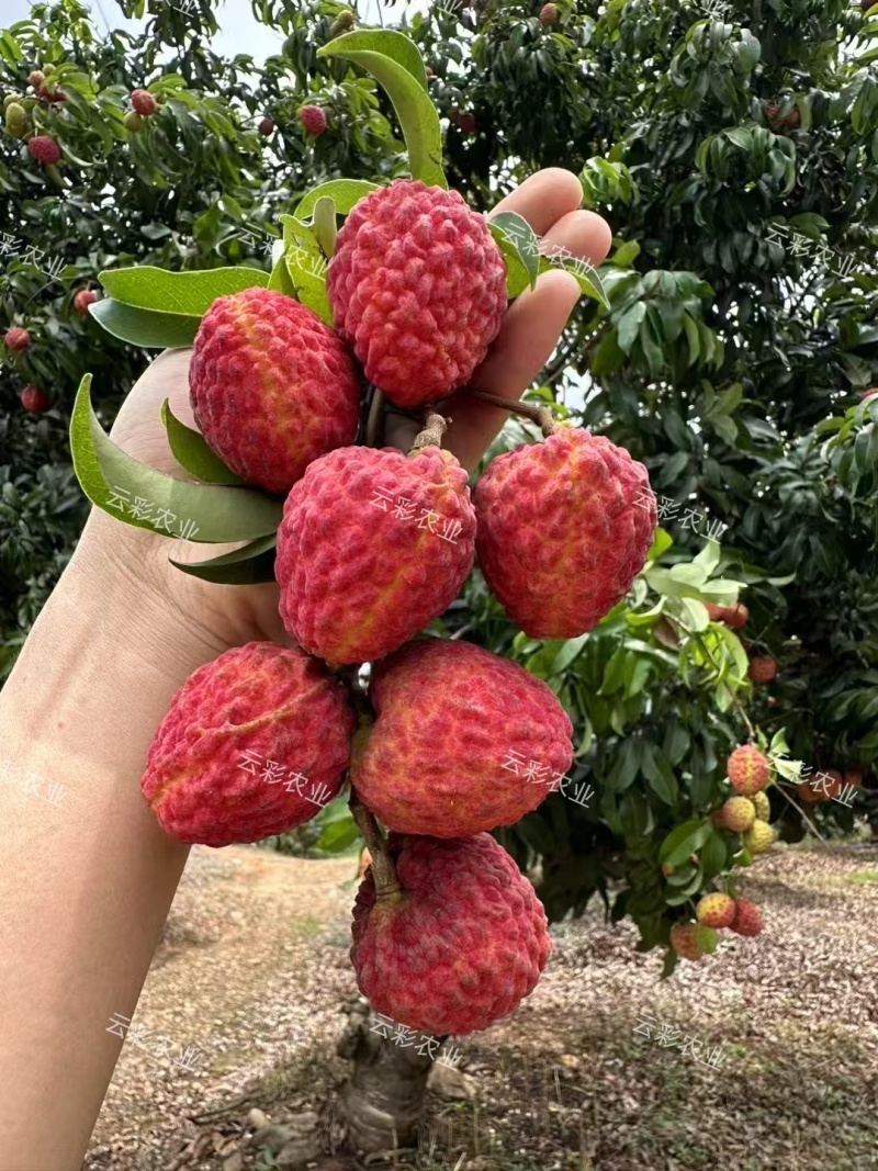 增城本地仙进奉荔枝