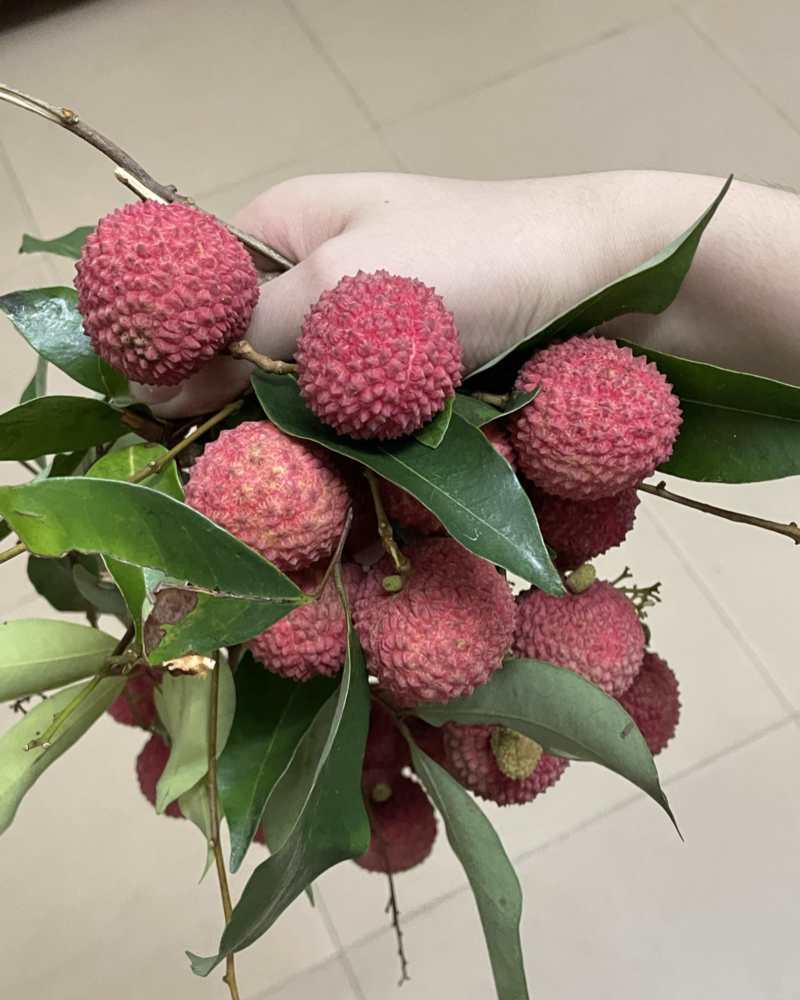 从化温泉石门桂味4.2一斤