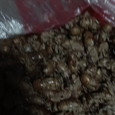 蝉壳