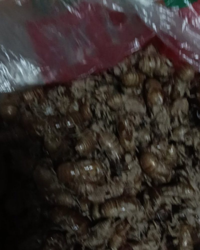 蝉壳