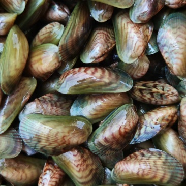 山东白肉海瓜子青皮