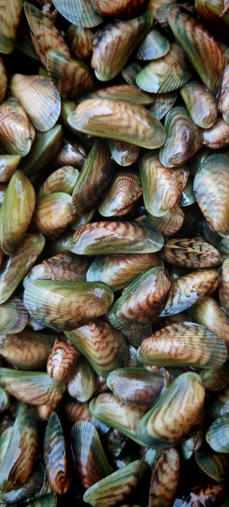 山东白肉海瓜子青皮