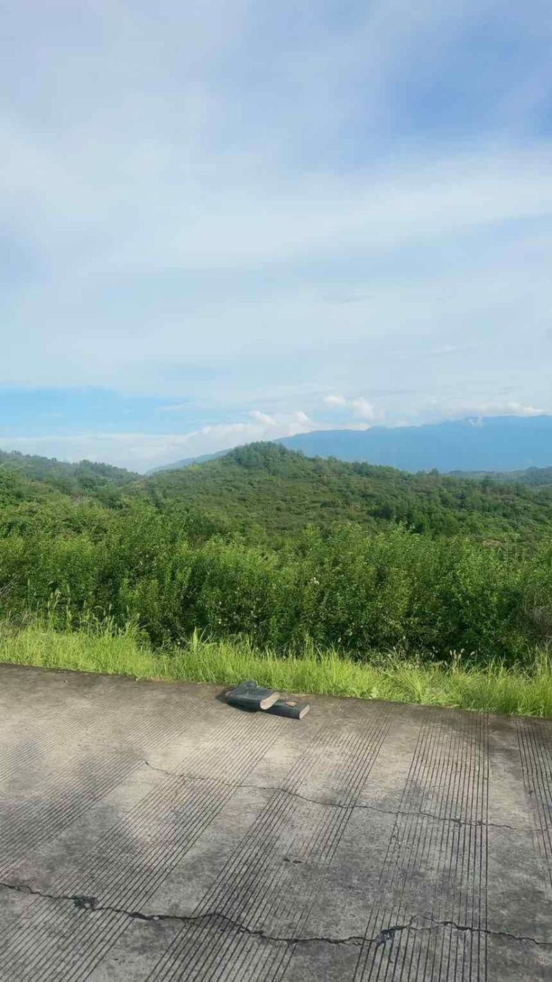 桂林灌阳北部山区，奈李，发整车