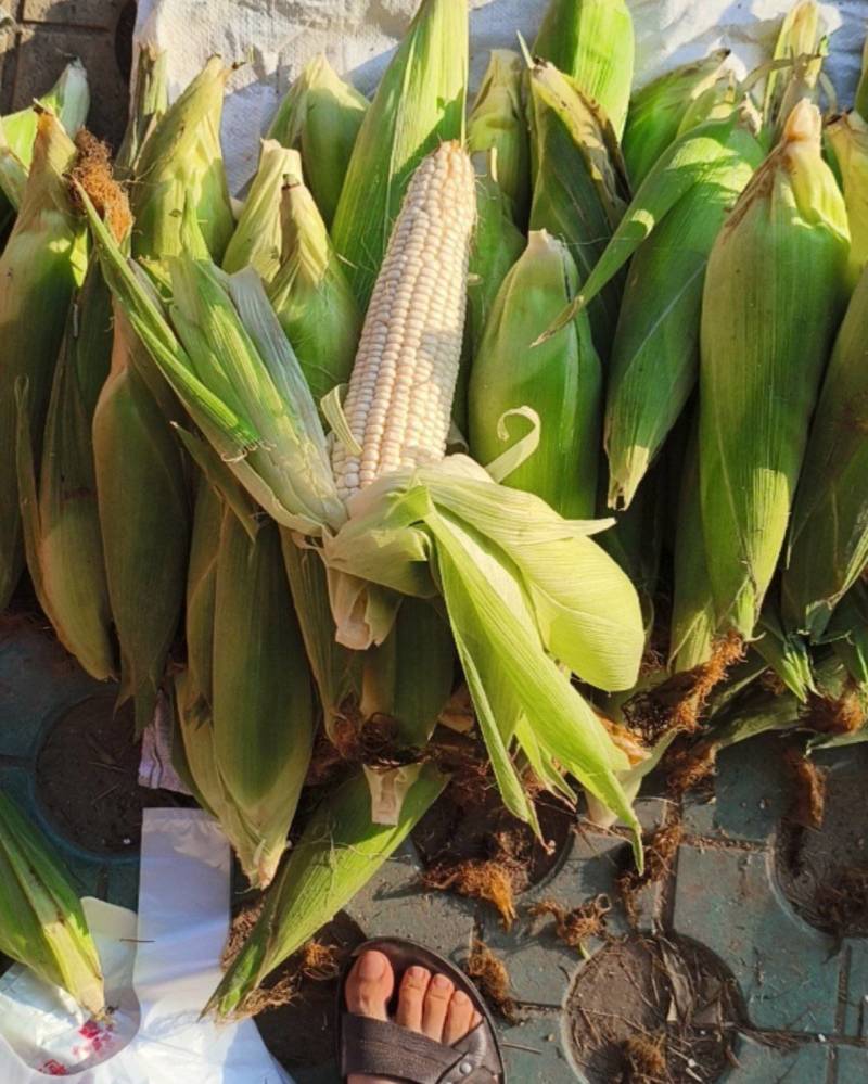 沂水甜粘玉米