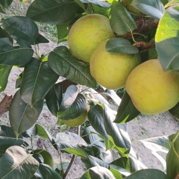 翠冠梨