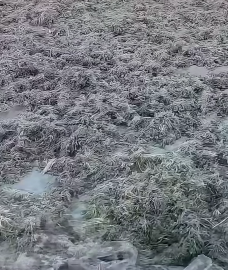 茵陈