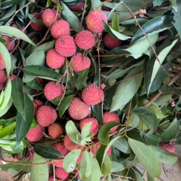 荔枝挂味