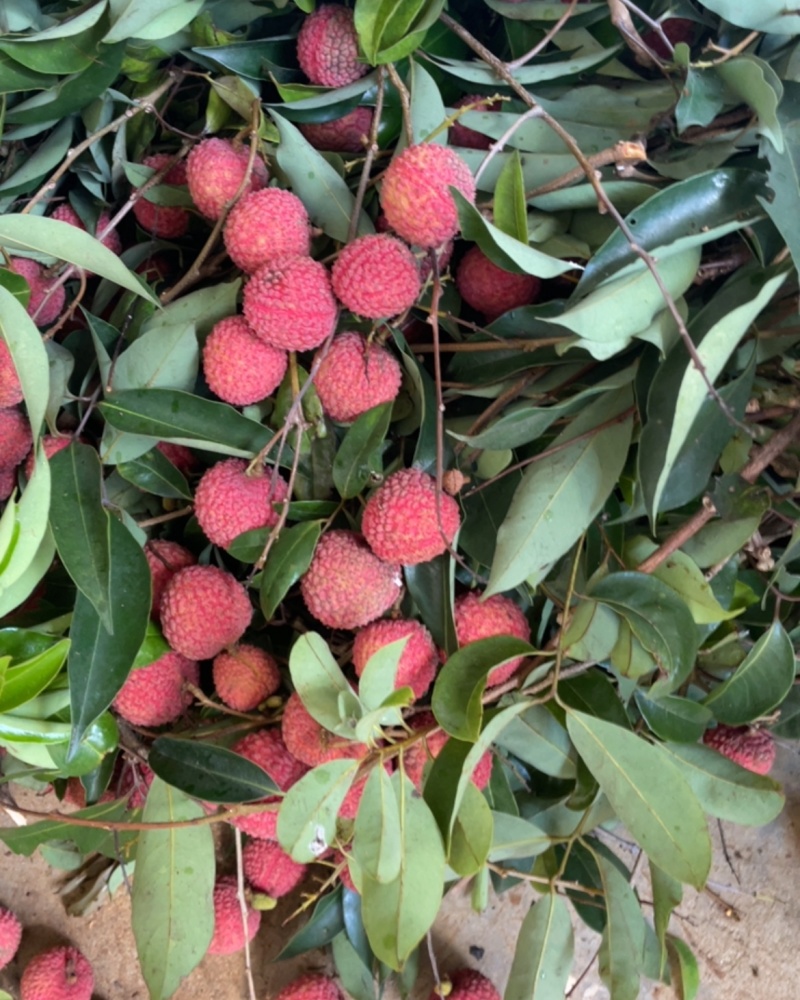 荔枝挂味