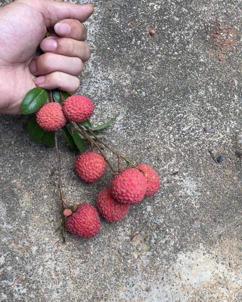 荔枝挂味
