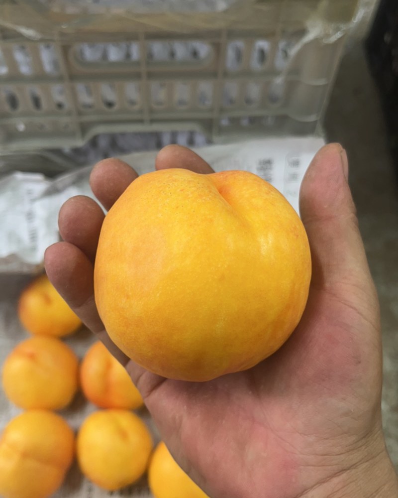 黄油蟠桃，黄油桃
