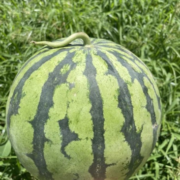 美都麒麟西瓜