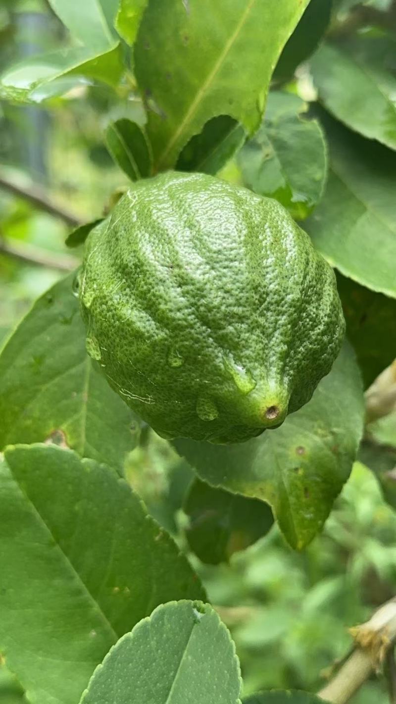 广东香水柠檬