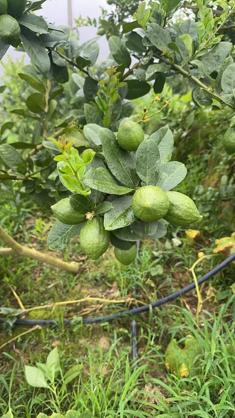 广东香水柠檬