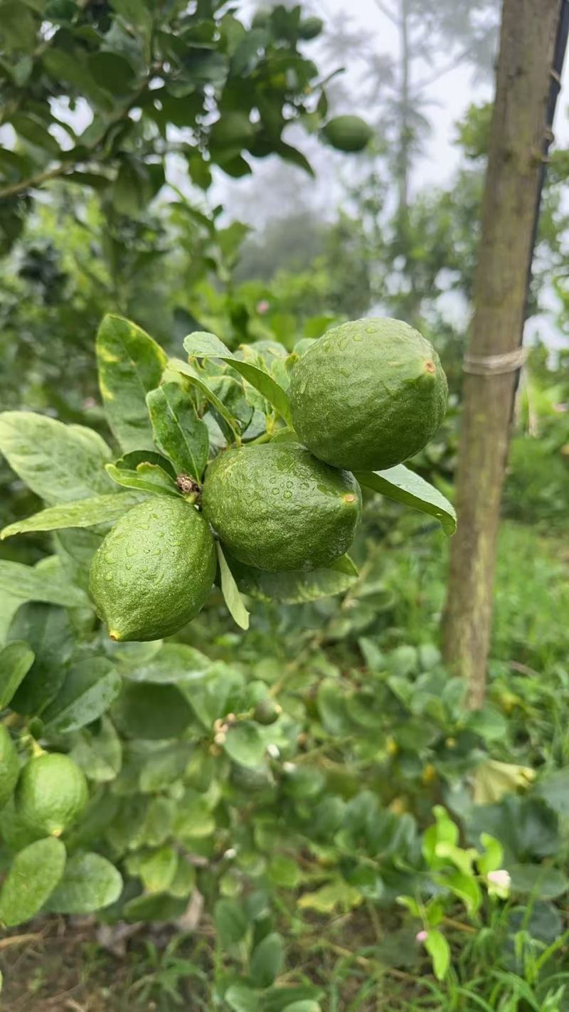 广东香水柠檬