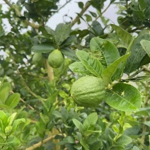 广东香水柠檬