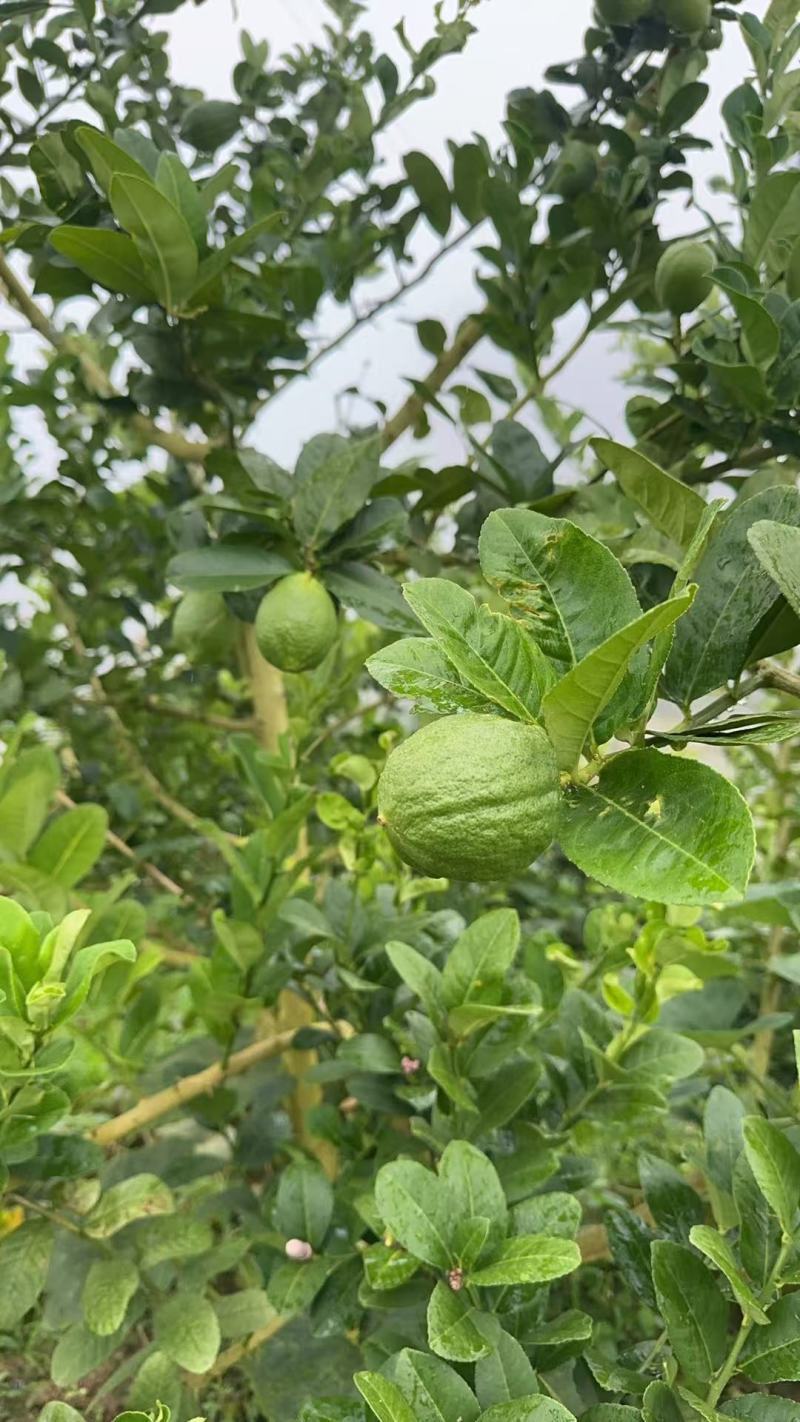 广东香水柠檬
