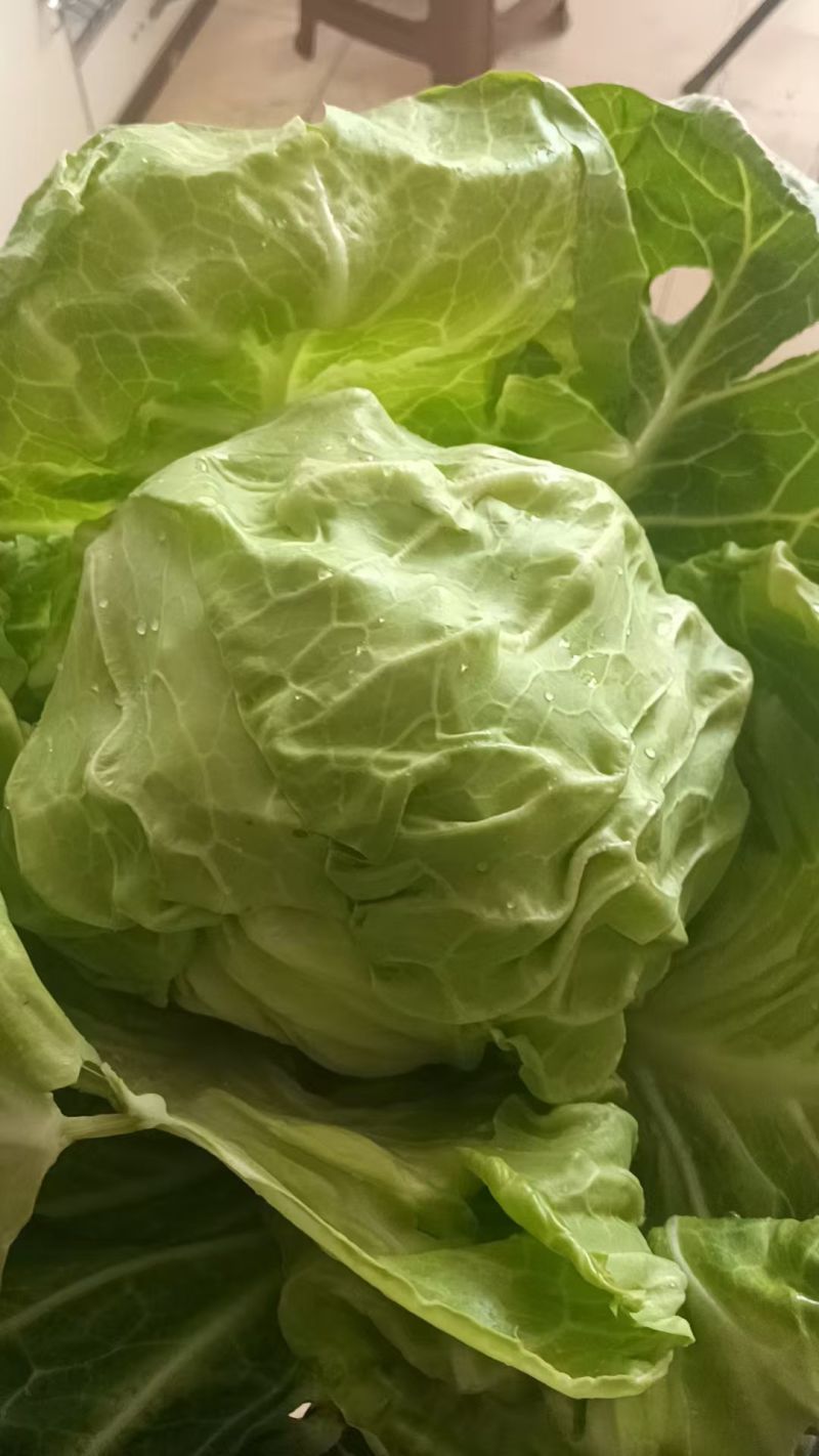 宣软甘蓝绿皮