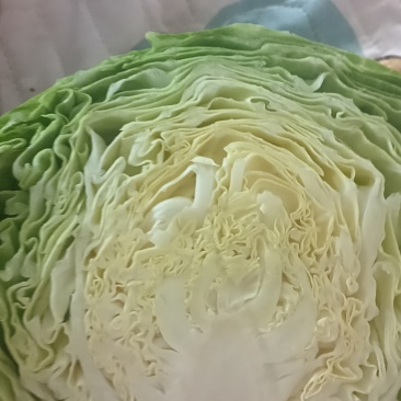 宣软甘蓝绿皮
