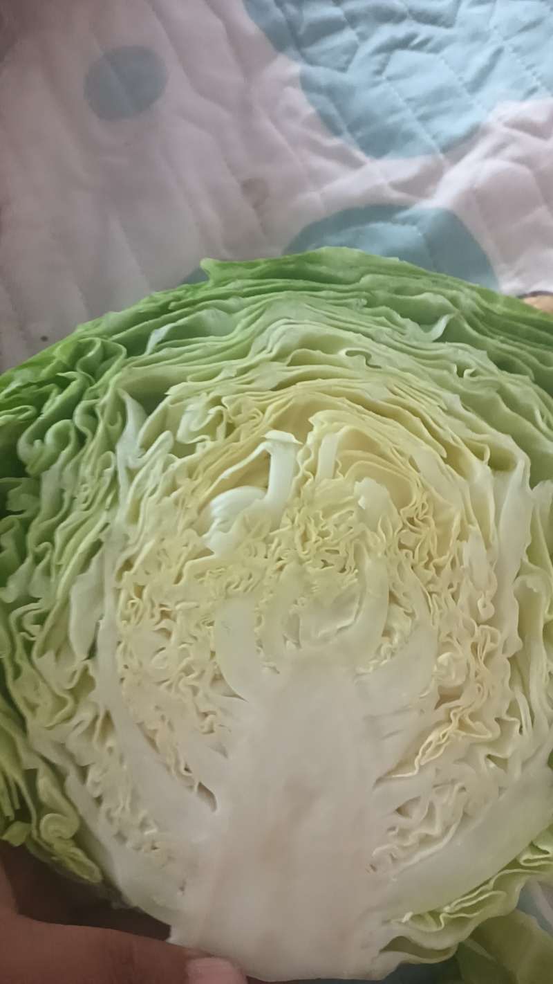 宣软甘蓝绿皮