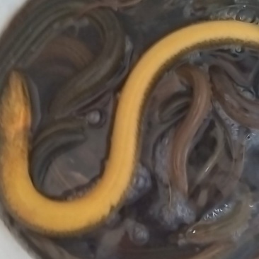 无锡本地黄鳝