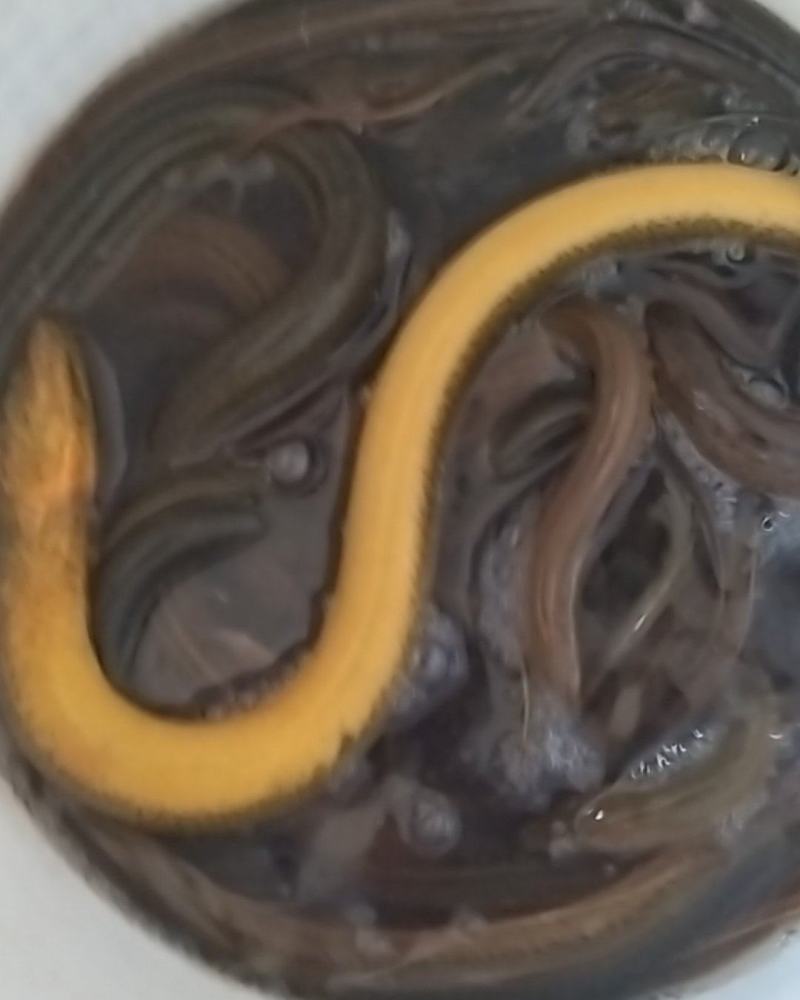 无锡本地黄鳝