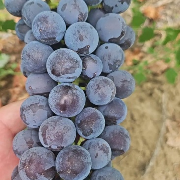 夏黑葡萄