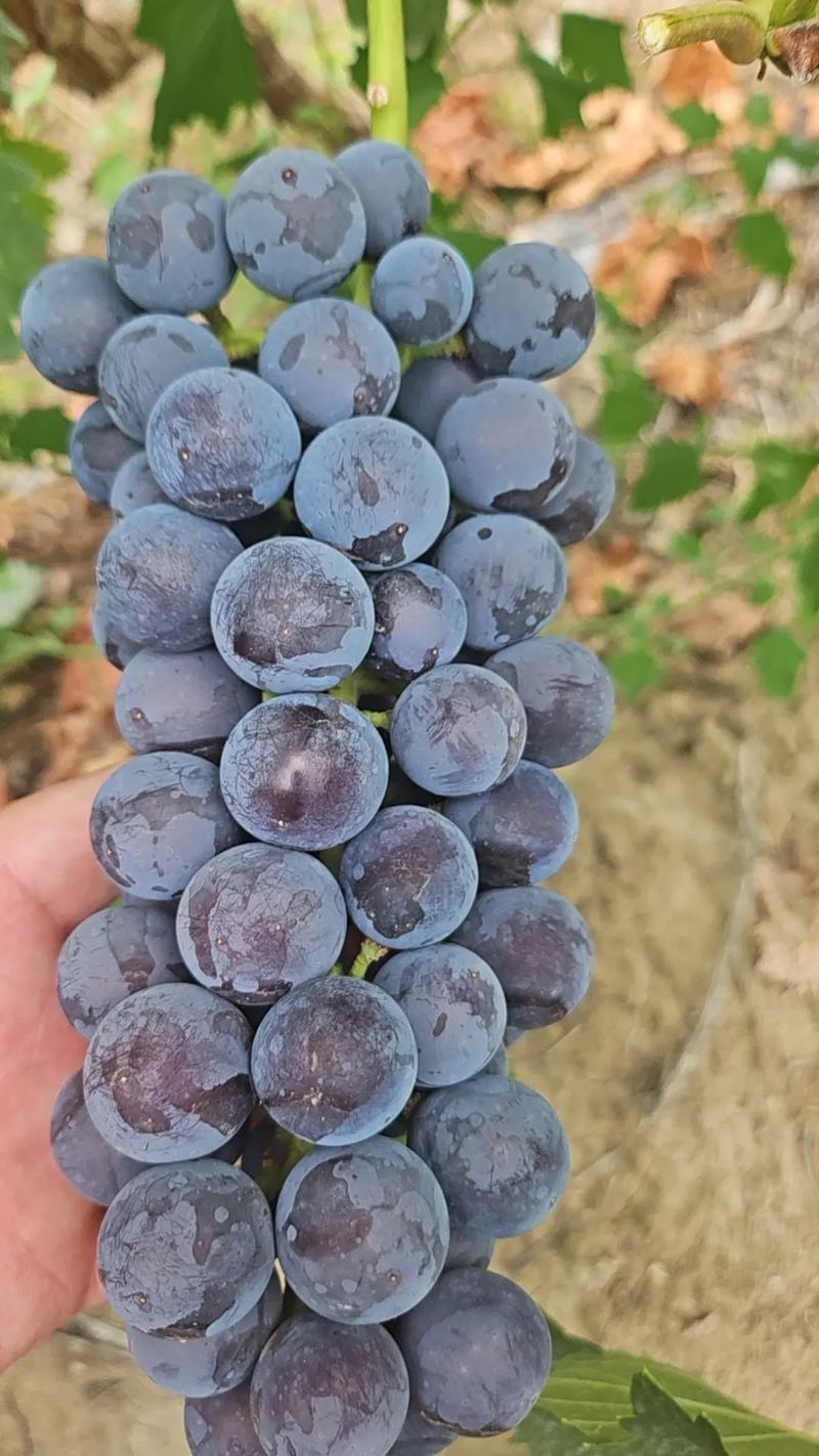 夏黑葡萄
