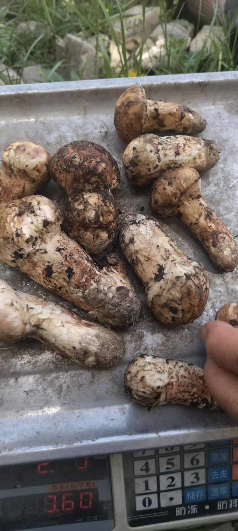 四川松茸小金雅江新鲜松茸季