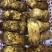 四川松茸小金雅江新鲜松茸季
