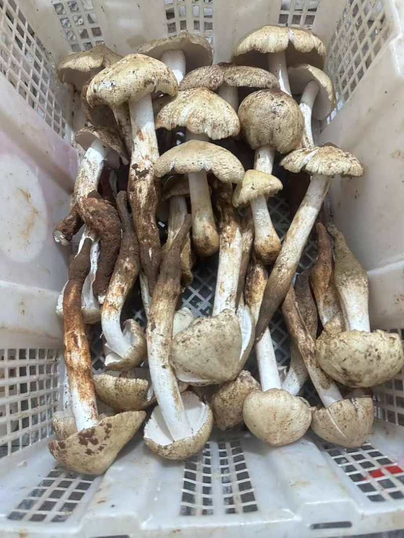 野生鸡枞菌