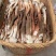 野生鸡枞菌