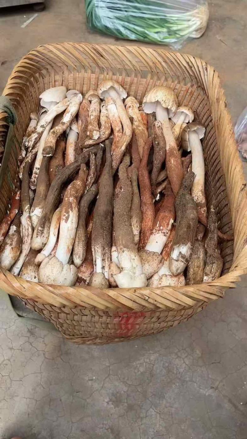 野生鸡枞菌