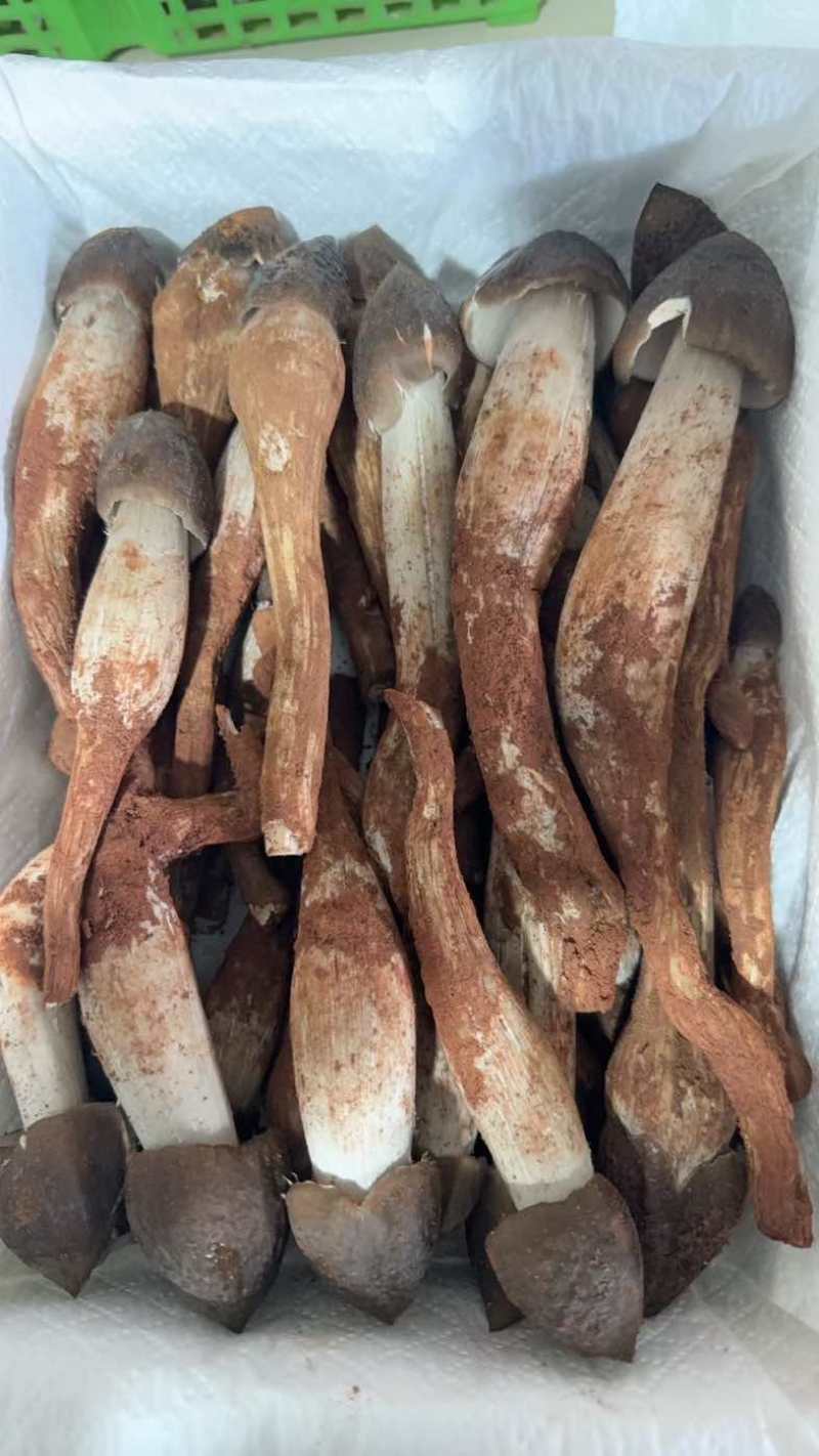 野生鸡枞菌