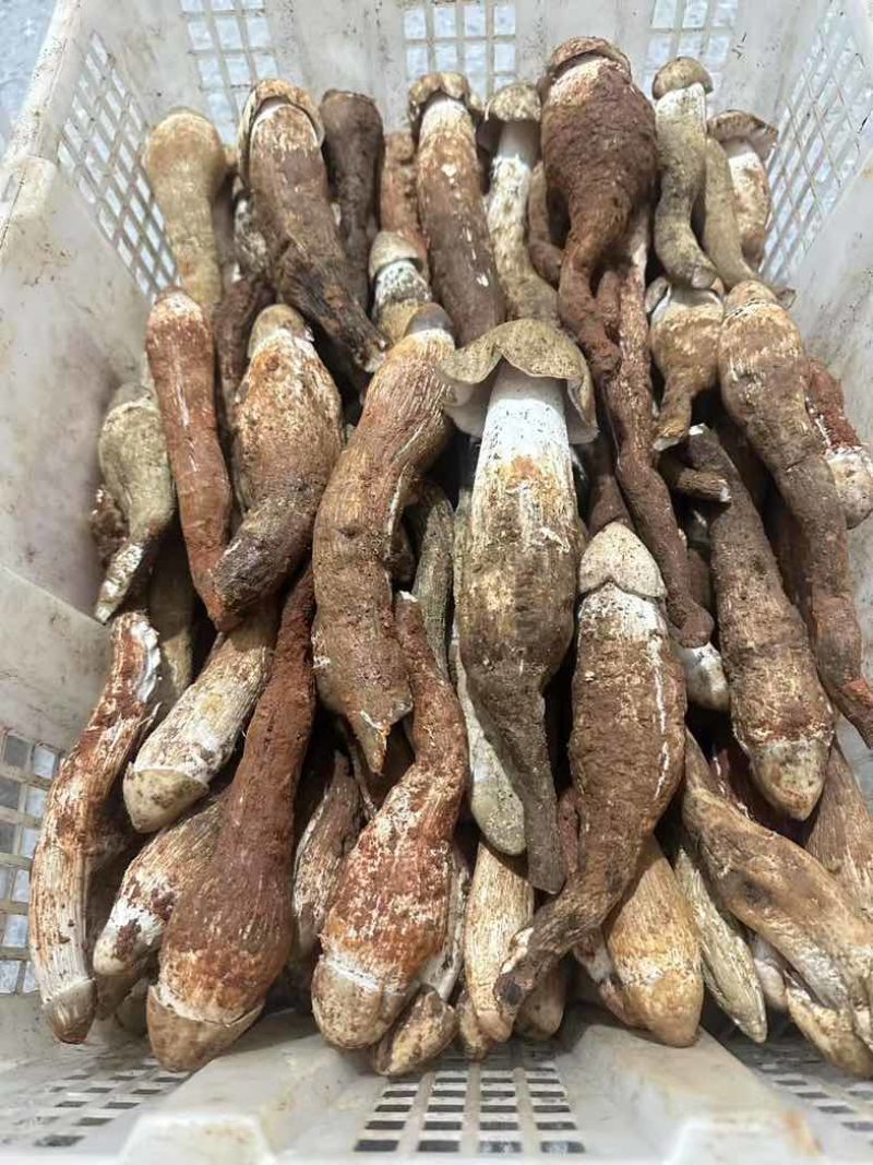 野生鸡枞菌