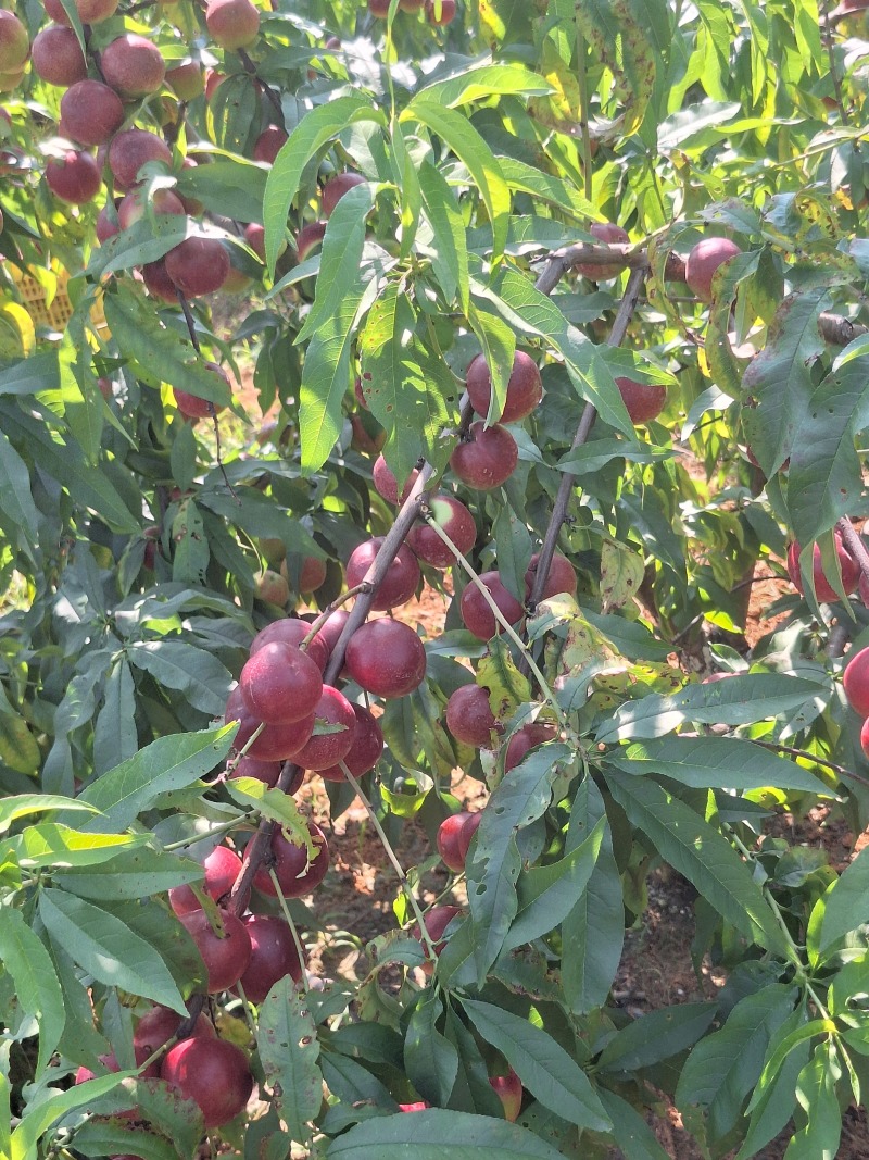 枣蜜桃