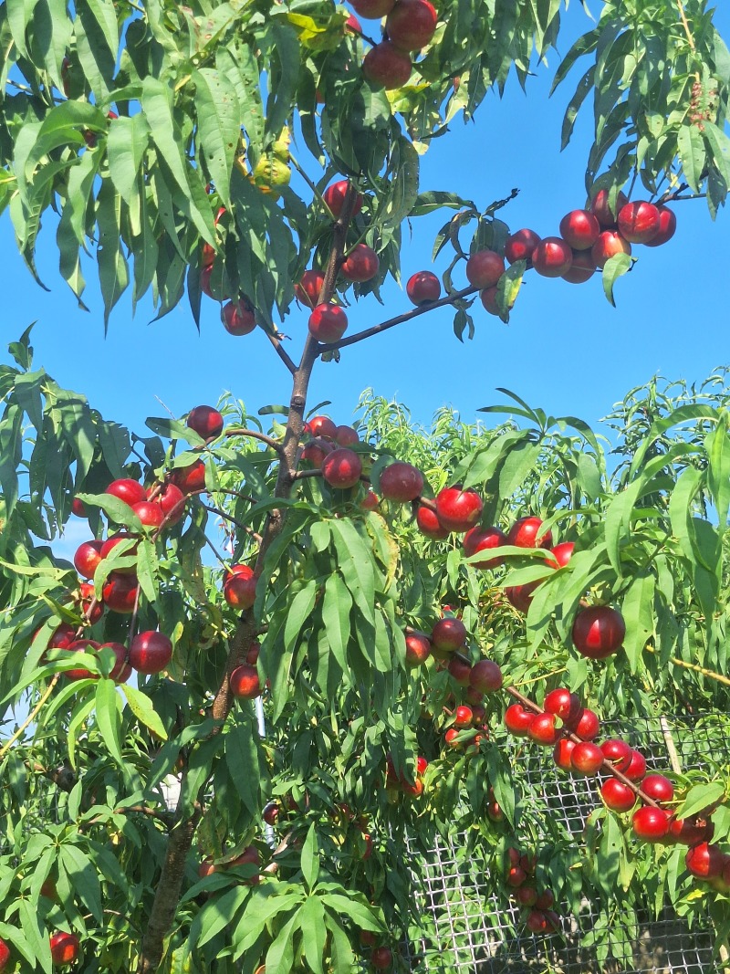 枣蜜桃
