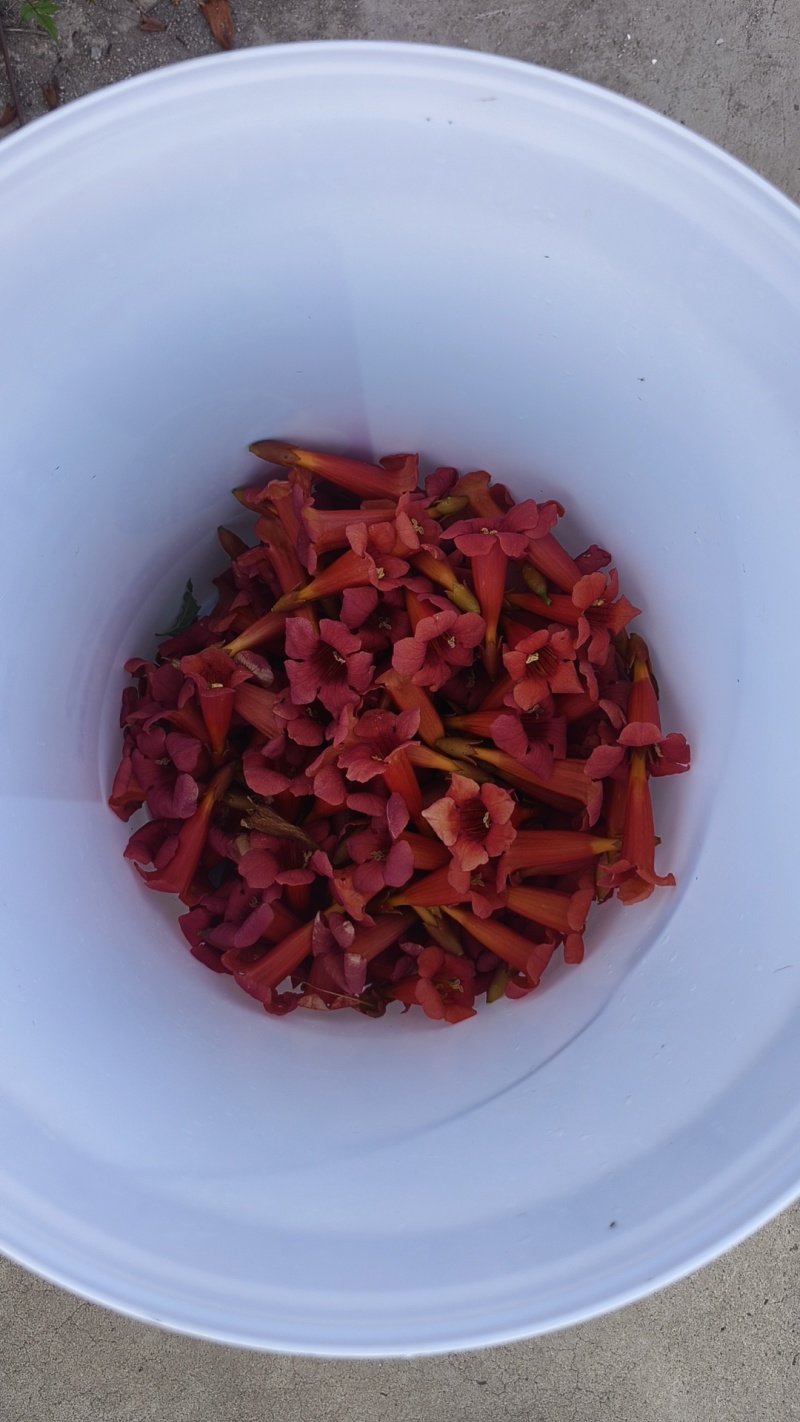 凌霄花