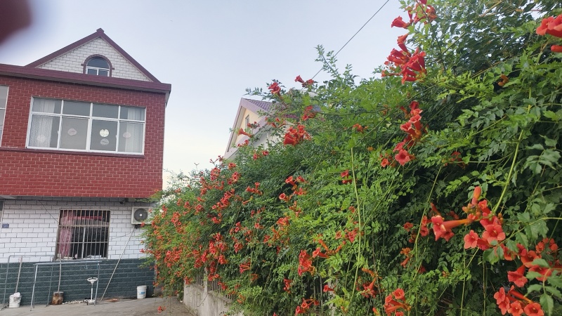 凌霄花