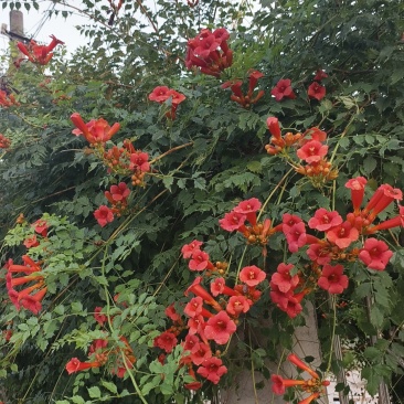 凌霄花