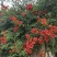 凌霄花