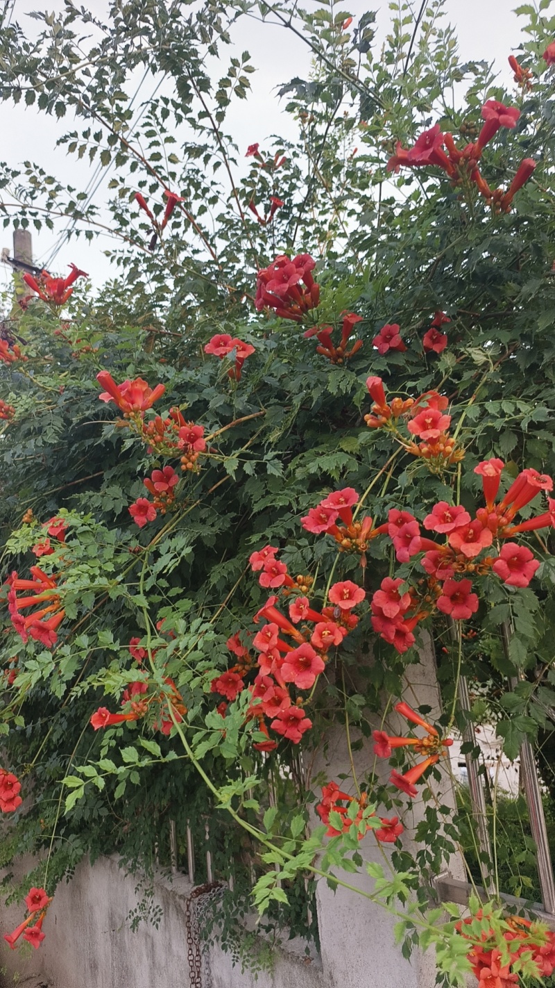 凌霄花