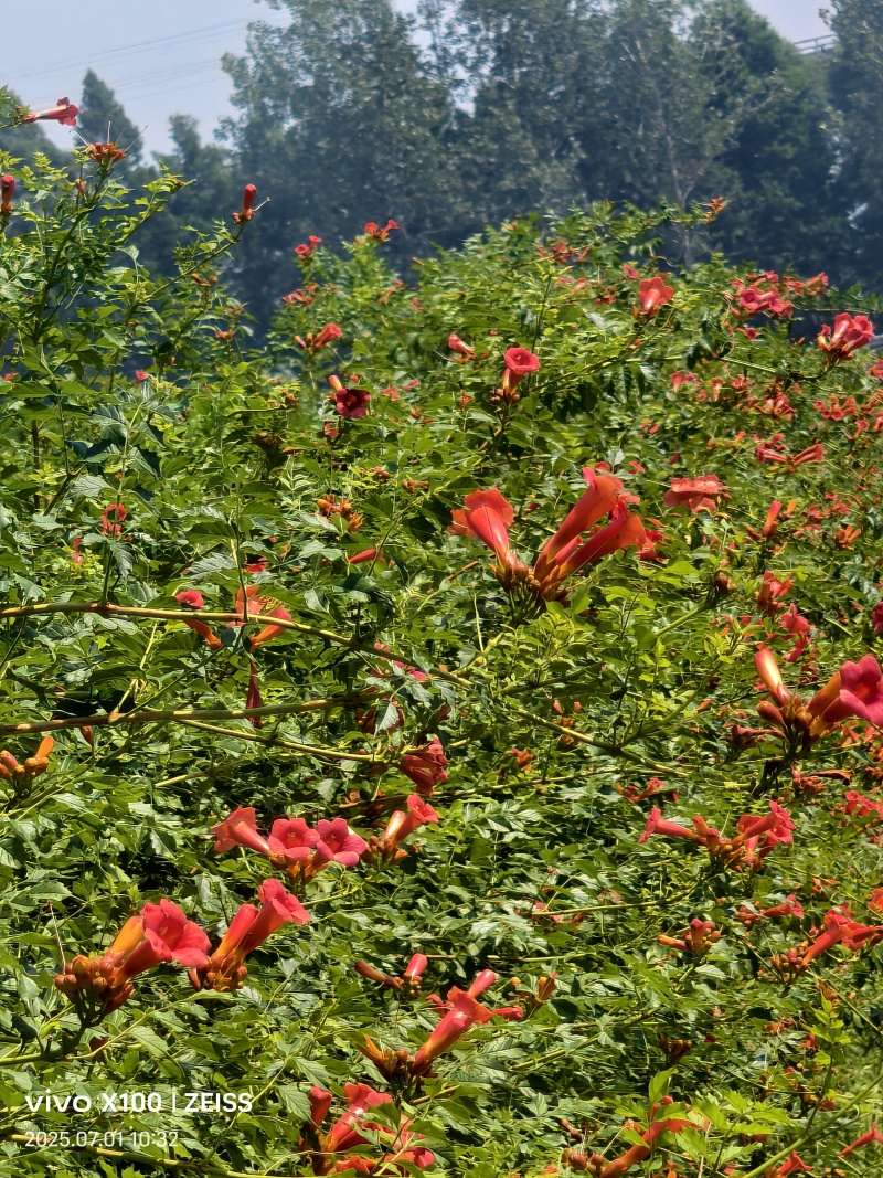 凌霄花
