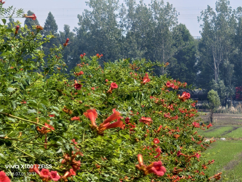 凌霄花