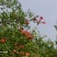 凌霄花